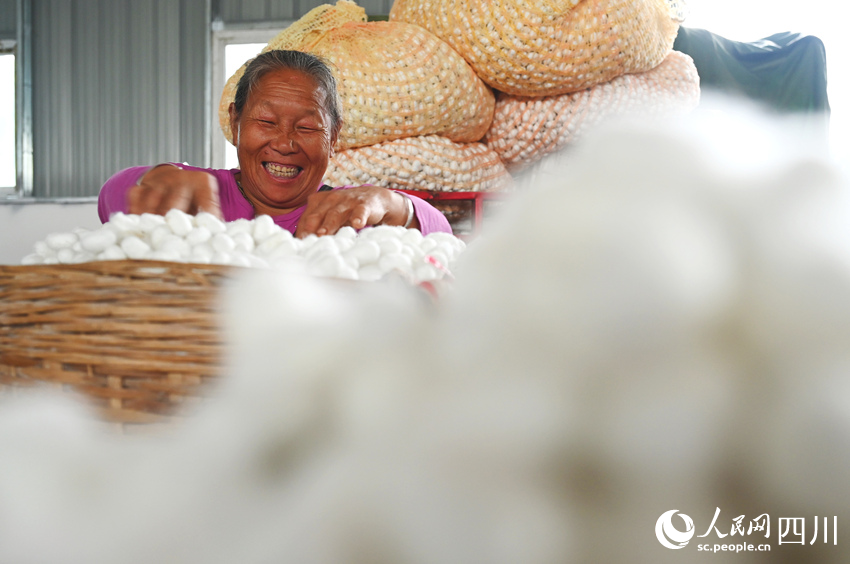 蠶農踴躍售賣夏繭。蘭自濤攝