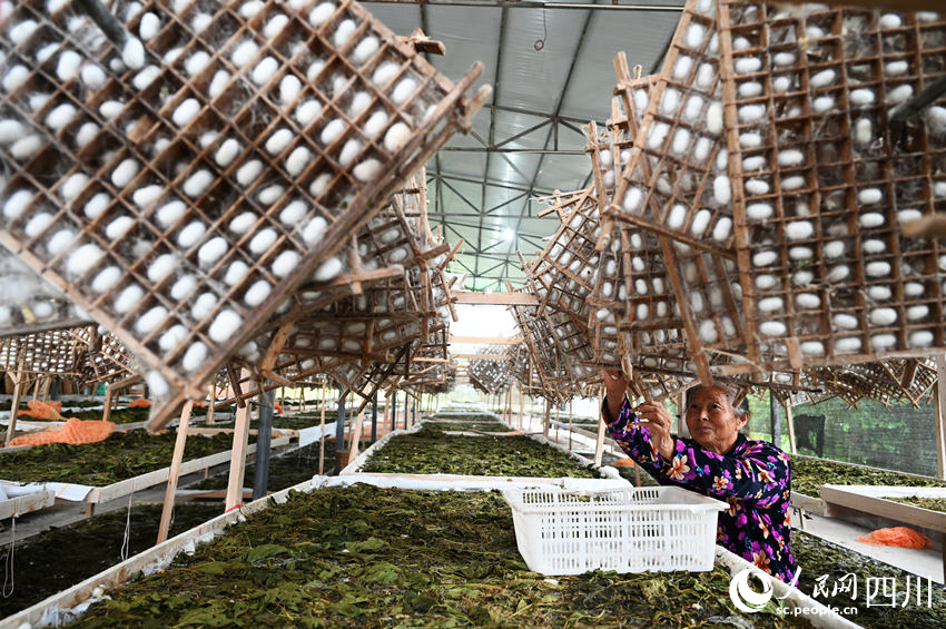 蠶農在采收夏繭。蘭自濤攝