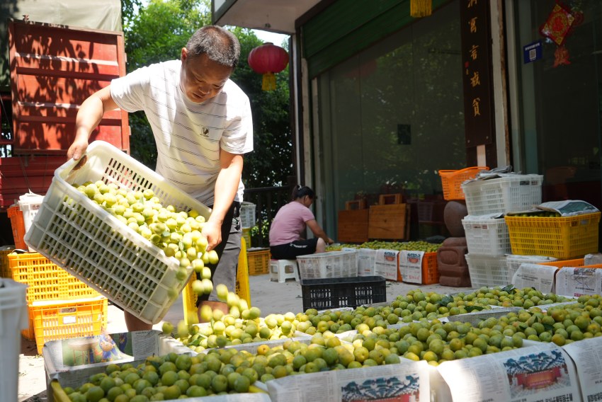 “流米李”豐收啦！ 宜賓市廣播電視臺供圖