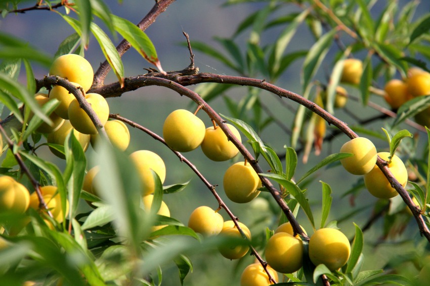 “流米李”掛滿枝頭。 宜賓市廣播電視臺供圖