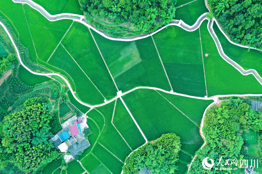 縱橫交錯的生產便道猶如鄉村發展的“毛細血管”。廖勝春攝