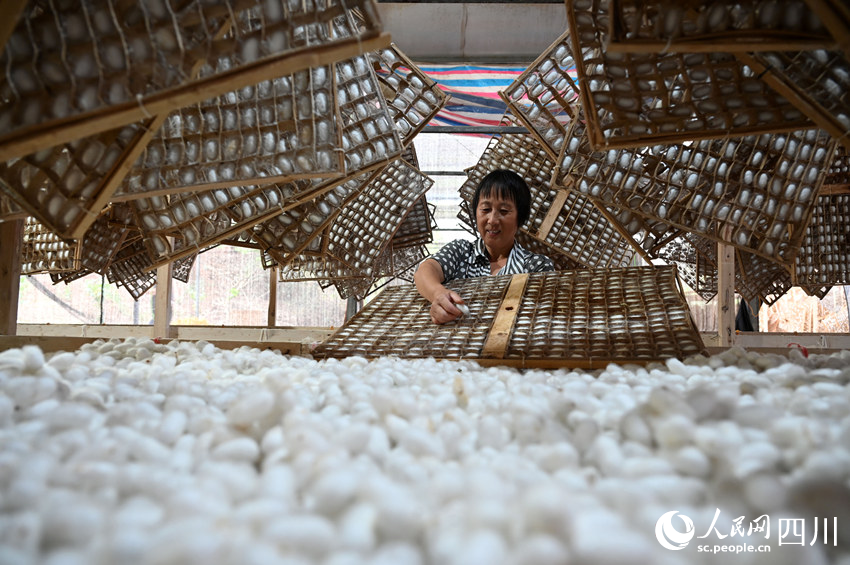 蠶農正在采收蠶繭。蘭自濤攝