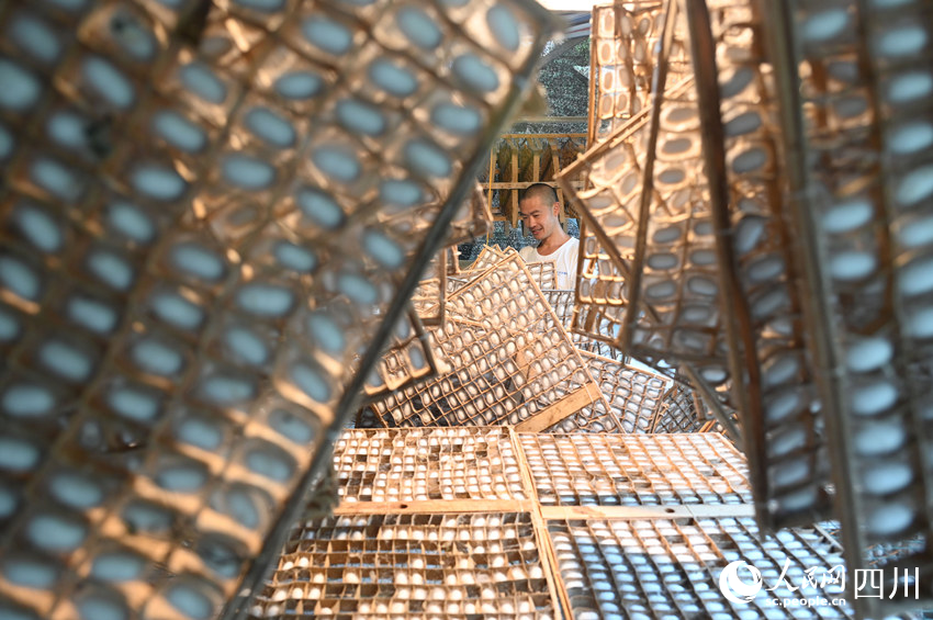 蠶桑產業已成為當地農民增收的重要支柱產業。蘭自濤攝