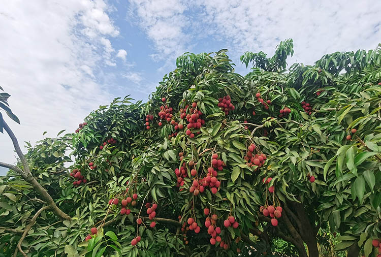 枝頭上掛滿成熟的荔枝。人民網記者 王波攝
