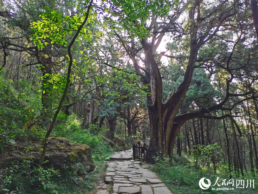 攔馬墻古蜀道清幽美麗。人民網記者 劉海天攝