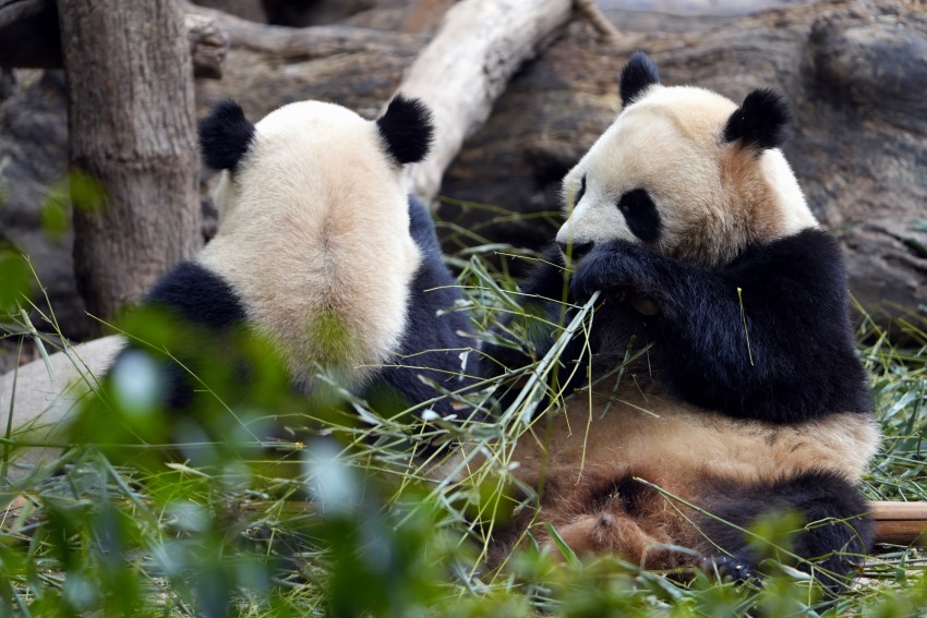 兩只大熊貓正在吃竹子。成都大熊貓繁育研究基地供圖