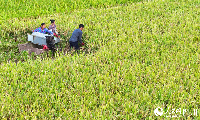搶收水稻。劉學懿攝