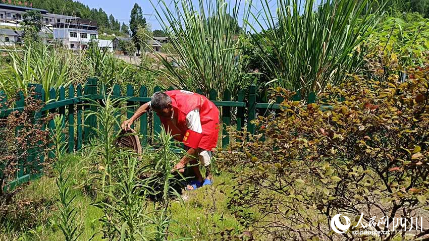 何緒友在檢查糞池情況時還要處理雜草。吳舒婷攝