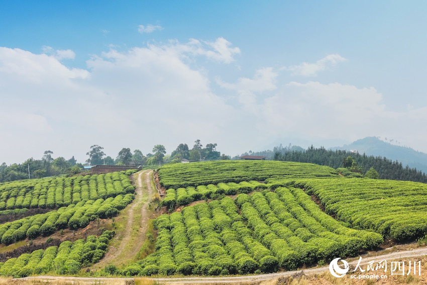 油茶基地。隆昌市文旅局供圖