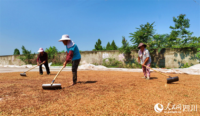 “黃金”堆滿寬平場。潘建勇攝