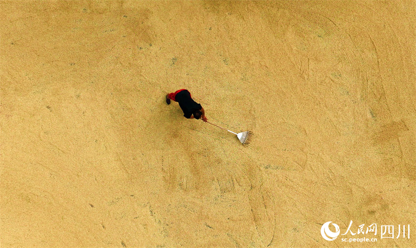 攤開稻谷除水分。潘建勇攝