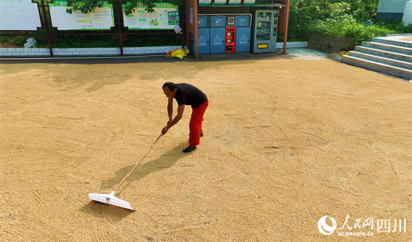 鋪勻顆粒向陽光。潘建勇攝