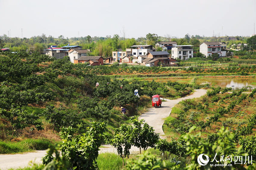 果園里忙碌的人們。林巧攝