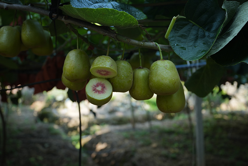 紅心獼猴桃。蒼溪縣融媒體中心供圖