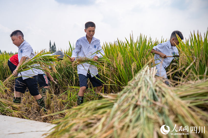 開學第一課走進“田間課堂”。翁光建攝