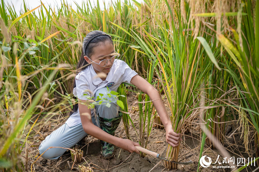 開學第一課走進“田間課堂”。翁光建攝