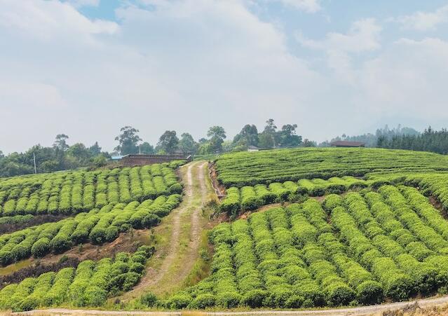 內江隆昌：“農業+非遺+旅游”融合發展新模式