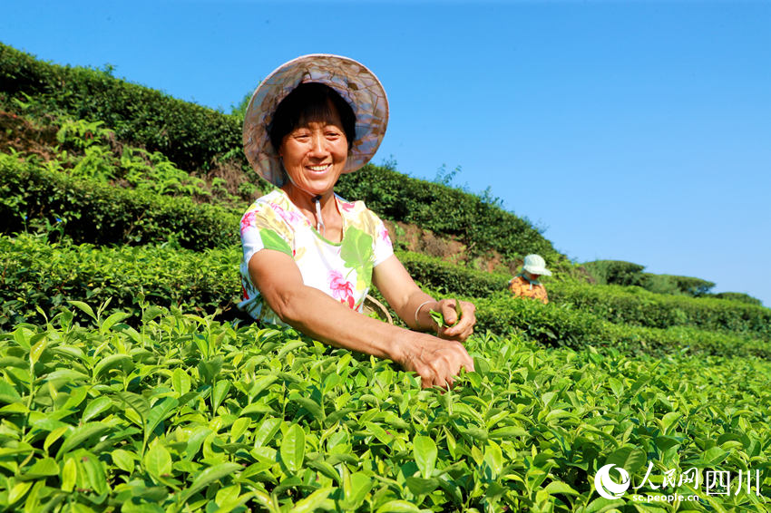 茶農在茶園采摘茶葉。廖勝春攝