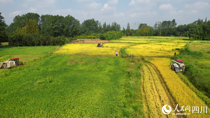 都江堰市機收現場。王義攝