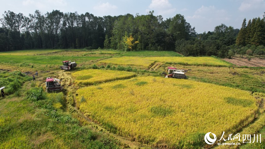 天府糧倉都江堰精華灌區核心示范區七里社區的種植大戶們搶抓好時節，開機收割千畝稻田。王義攝