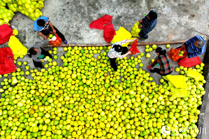 村民在分揀柚子。廖勝春攝