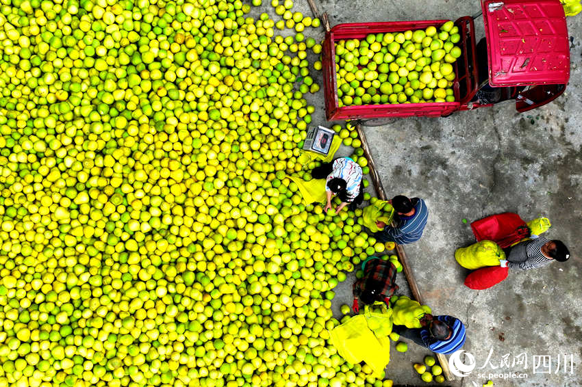 村民在分揀柚子。廖勝春攝