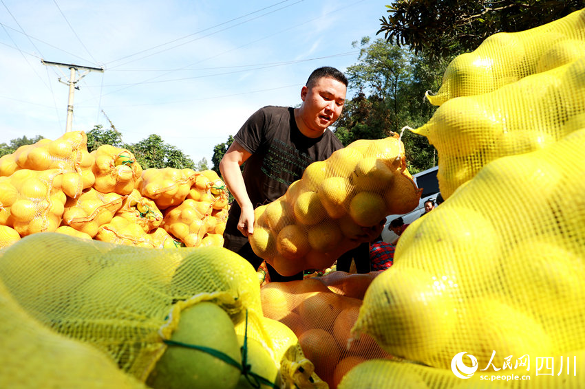 柚子獲豐收。廖勝春攝