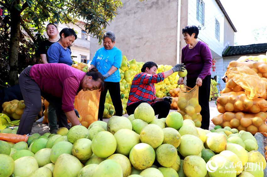 柚子獲豐收。廖勝春攝
