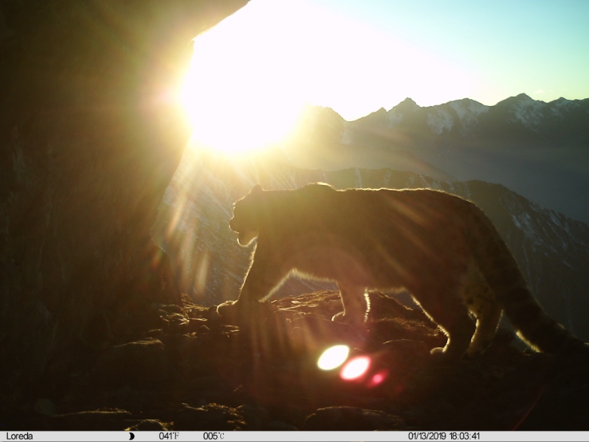 雪豹影像。大熊貓國家公園臥龍片區供圖