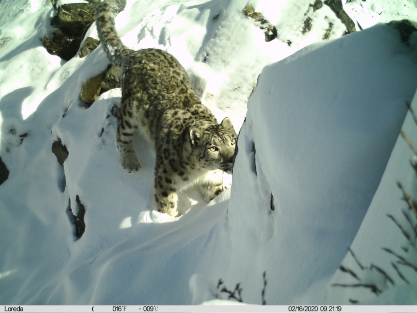 雪豹影像。大熊貓國家公園臥龍片區供圖