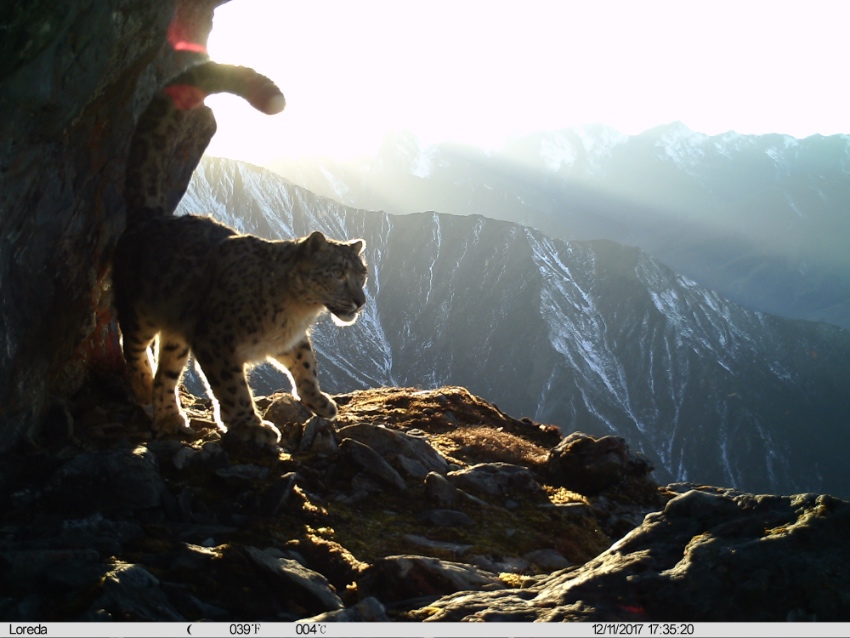 雪豹影像。大熊貓國家公園臥龍片區供圖