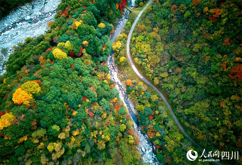 五彩繽紛，秋景如金。胡宇攝