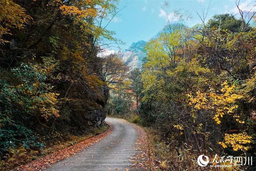 一隅靜美，紅葉翩躚。胡宇攝