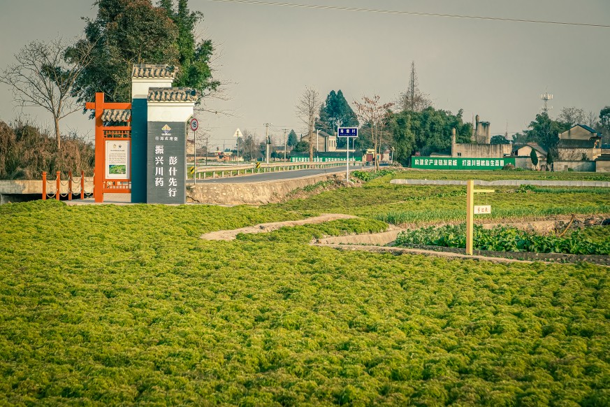 彭什川芎產業園。彭什川芎現代農業產業園區管委會供圖