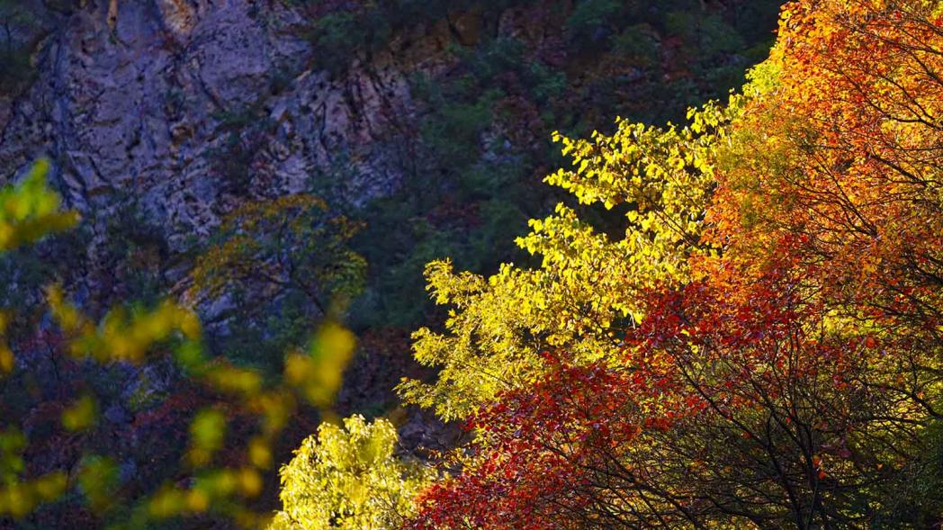 萬源魚泉山彩葉。馬娟攝
