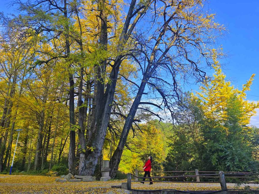 萬源市黃鐘鎮鄧徐壩村500余年銀杏葉正黃。李禹熹攝