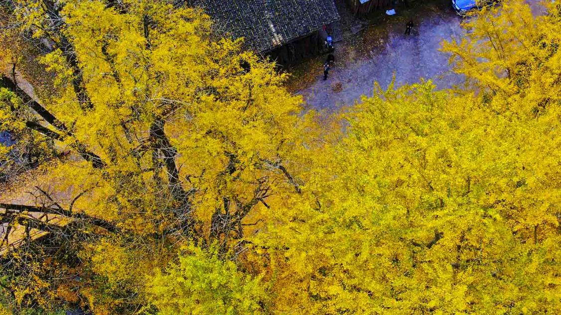 銀杏、老屋是歲月的痕跡，是鄉愁。馬娟攝