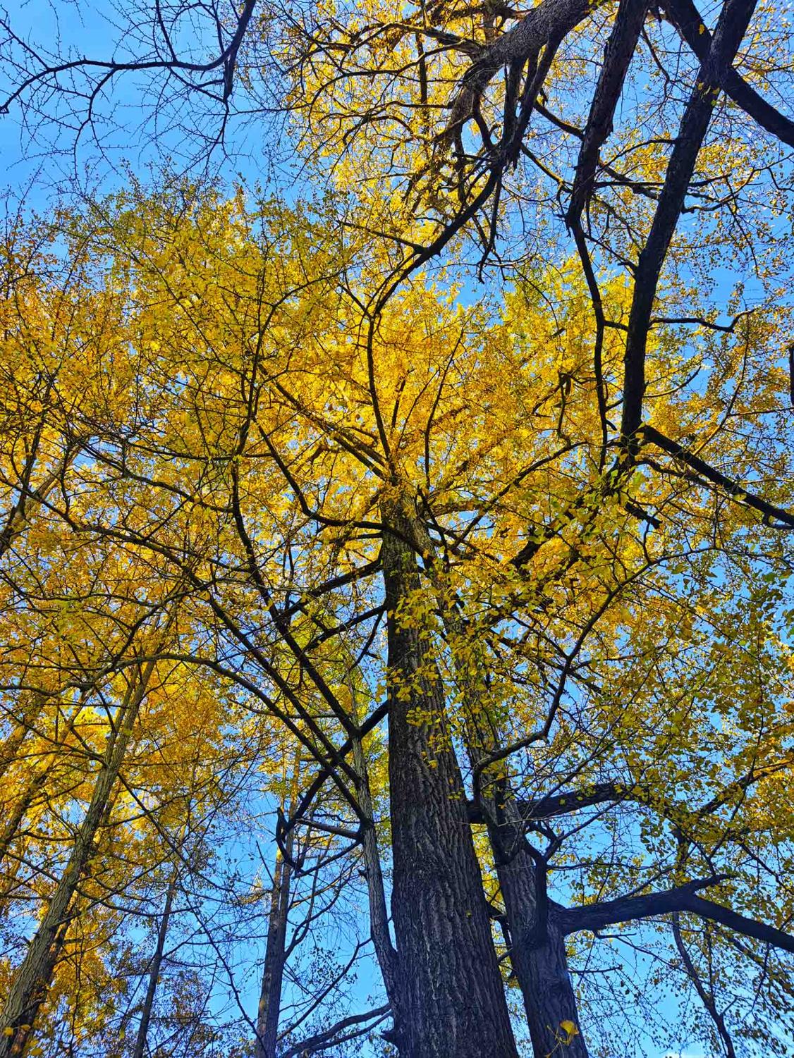 萬源市竹峪鎮劉家院子的百年銀杏。馬娟攝