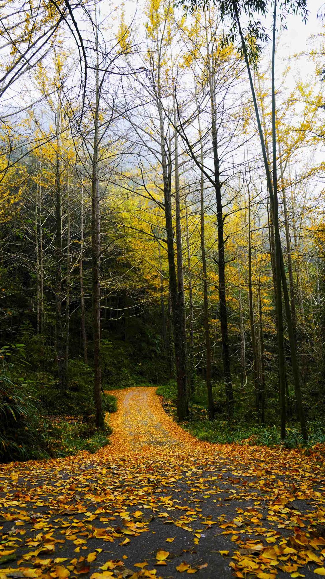 萬源市竹峪鎮劉家院子的百年銀杏。馬娟攝
