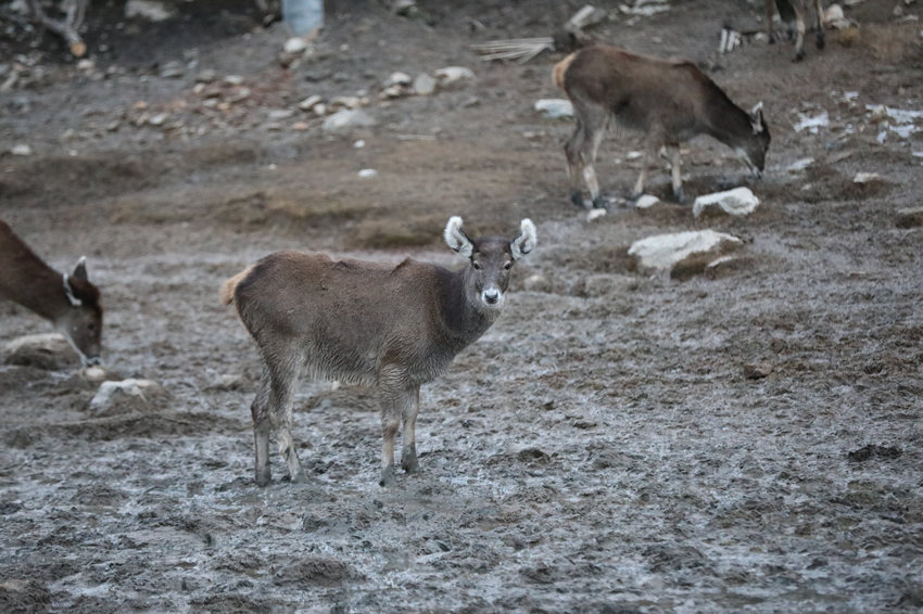 察青松多自然保護區是白唇鹿的樂園。白玉縣公安局供圖