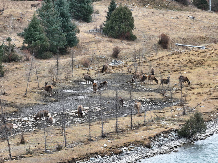 國家一級保護野生動物白唇鹿。白玉縣公安局供圖