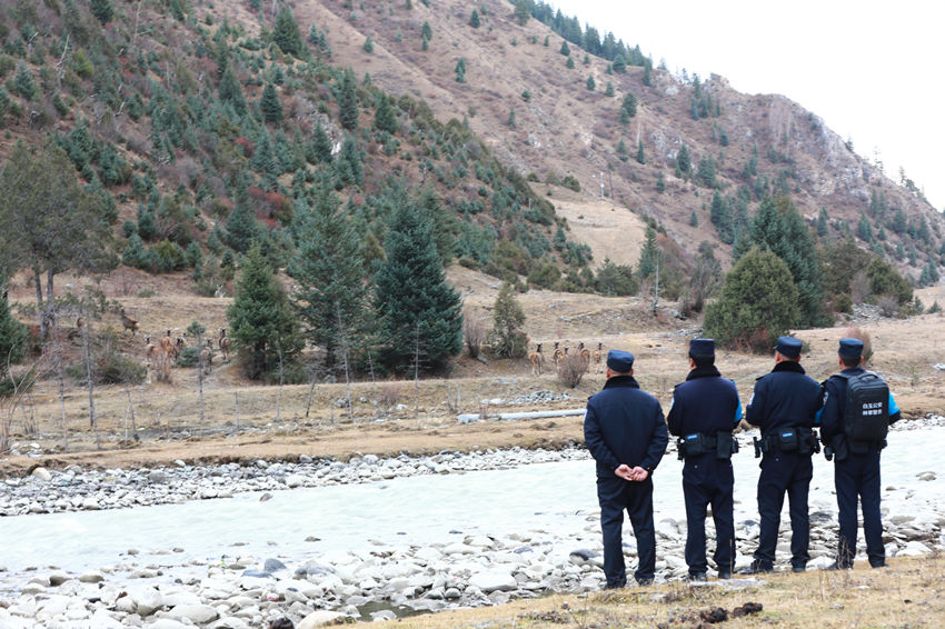 民警巡山途中偶遇成群白唇鹿。白玉縣公安局供圖