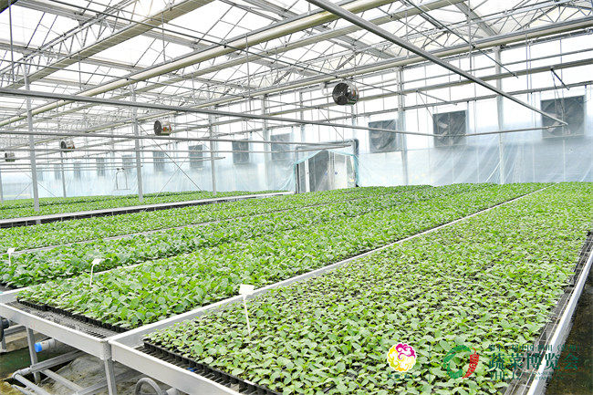 育苗中心。主辦方供圖