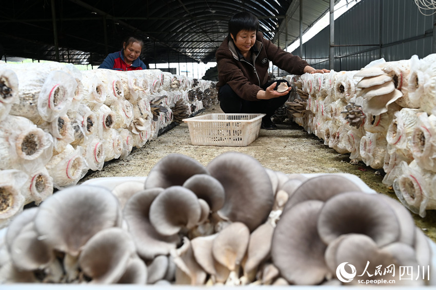 村民在采收桑枝菌。蘭自濤攝