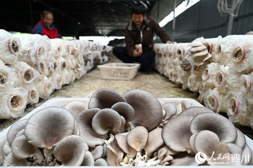 村民在采收桑枝菌。蘭自濤攝