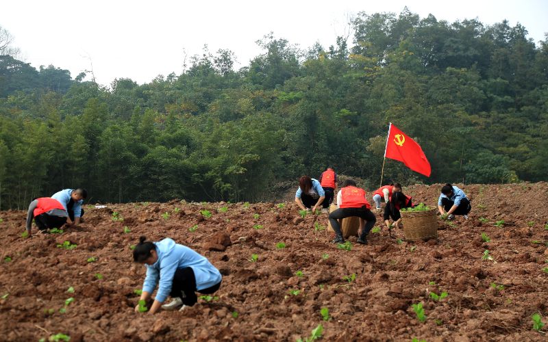 黨員干部和志愿者移栽油菜秧苗。