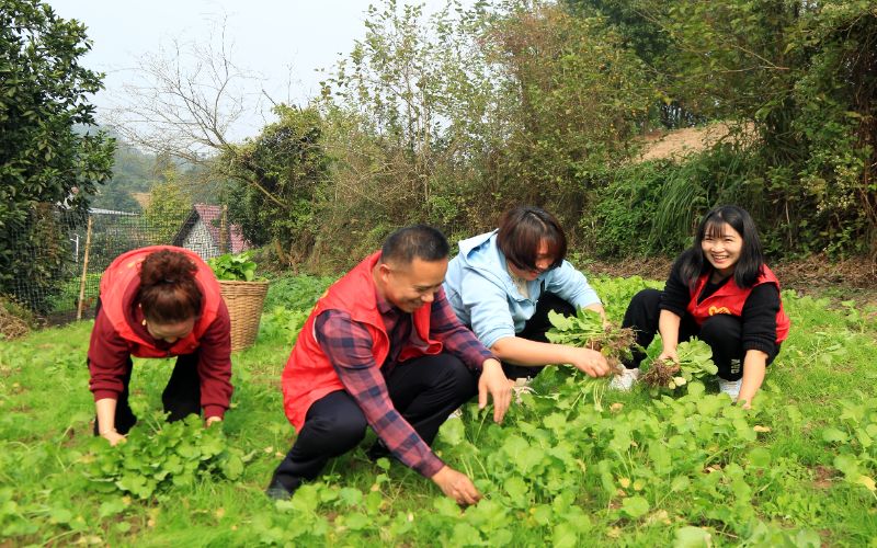 黨員干部和志愿者移栽油菜秧苗。