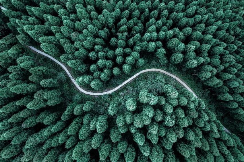 大熊貓國家公園彭州片區，林海蔥郁的中壩森林。大熊貓國家公園成都管理分局供圖