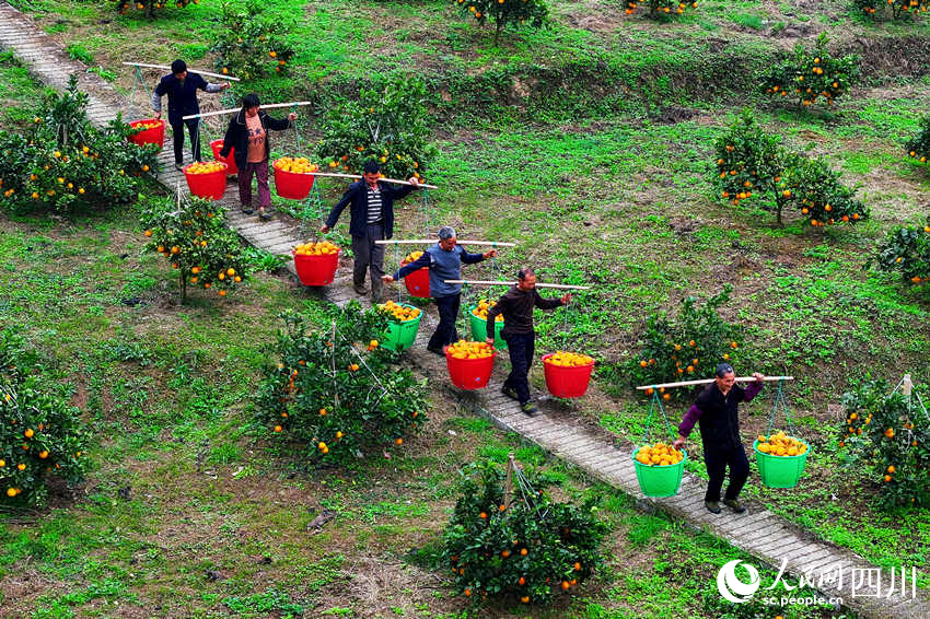 當地果農在挑運臍橙。廖勝春攝