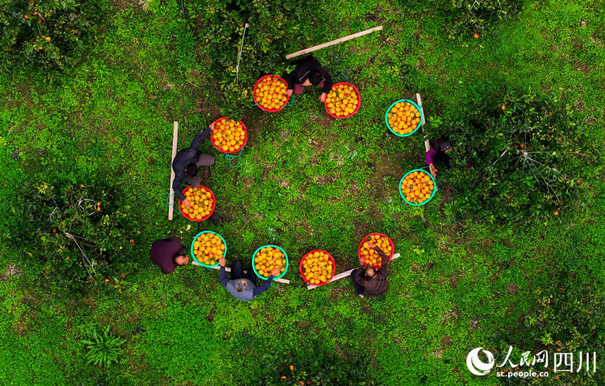 臍橙豐收。廖勝春攝